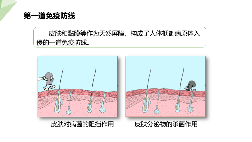 10.25.3 免疫 课件(共19张PPT) 2023-2024学年初中生物苏教版八年级下册