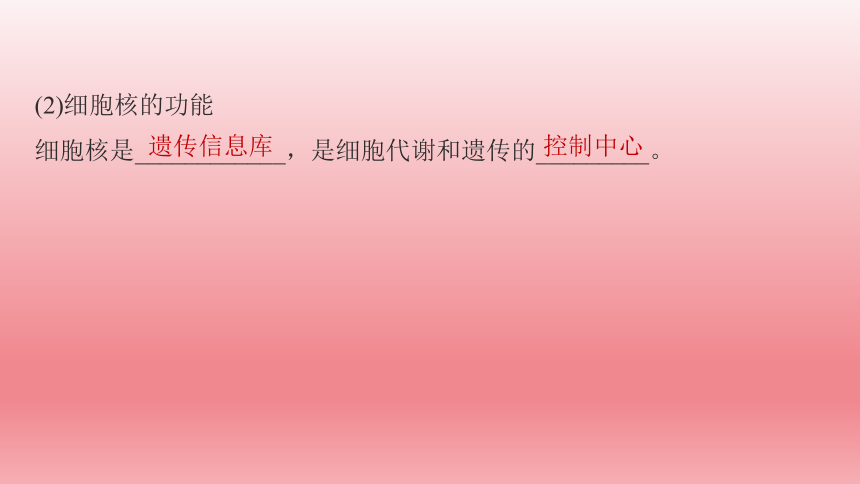 2024届高考生物学一轮复习专题课件细胞核的结构和功能(共63张PPT)