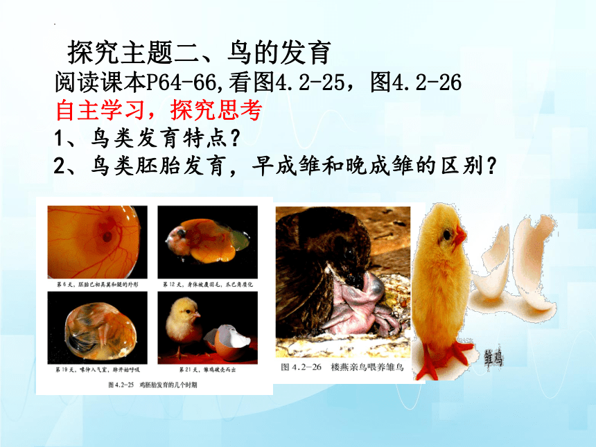 4.2.3鸟的生殖和发育（第二课时）课件(共19张PPT)2023-2024学年济南版生物八年级上册
