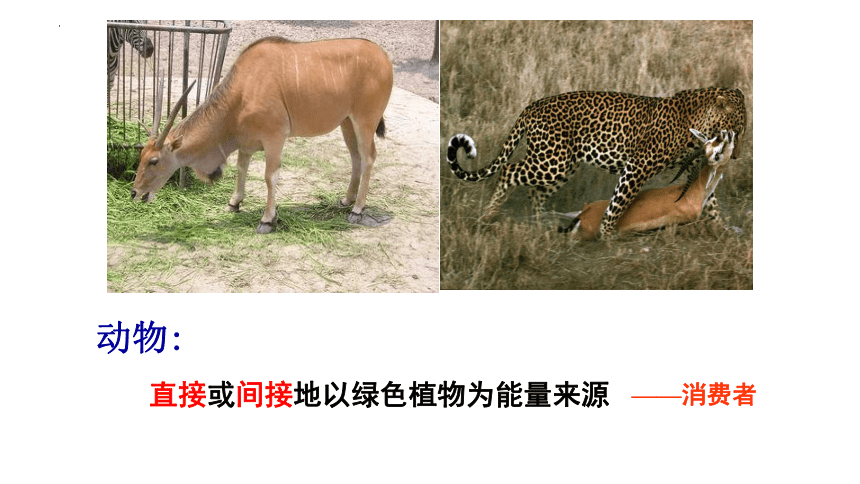 5.17.1 动物在生物圈中的作用课件 (共27张PPT)北师大版生物八年级上册