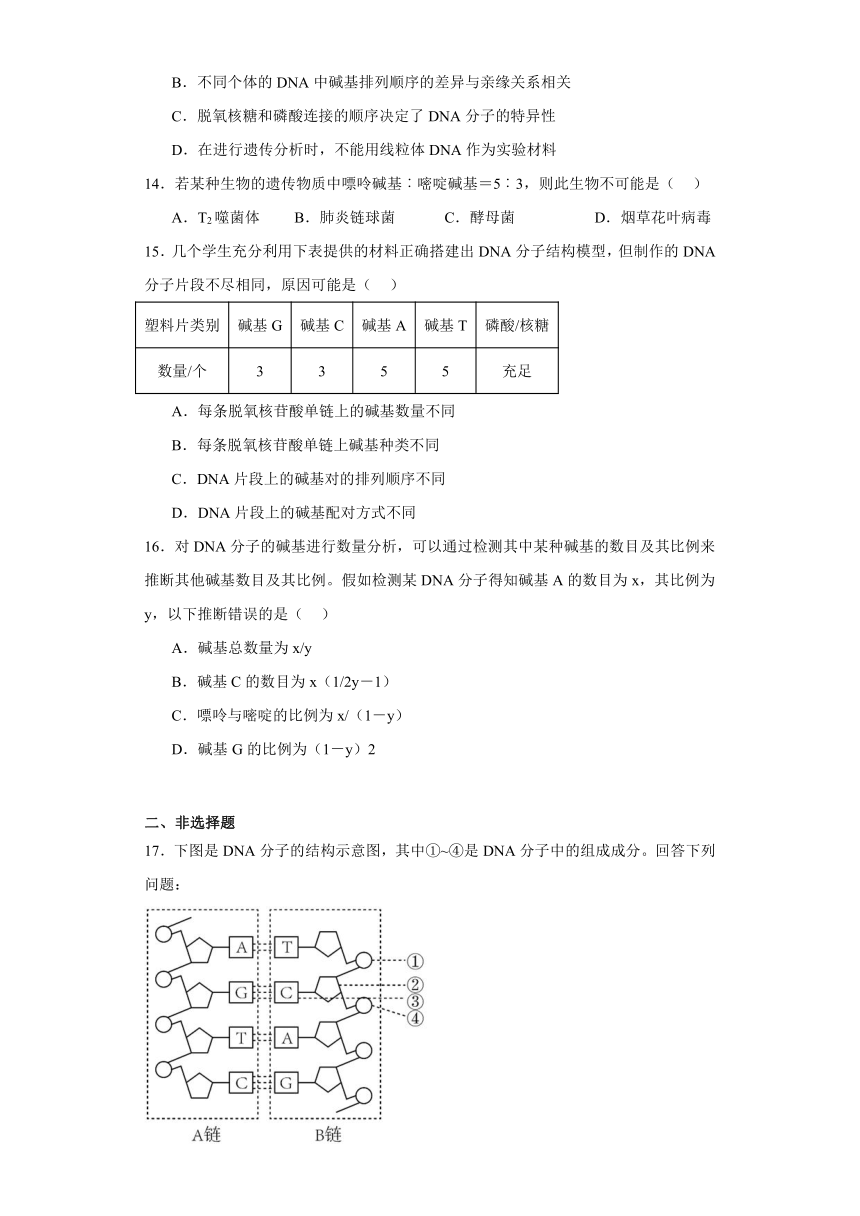 3.2DNA的结构 练习（解析版）