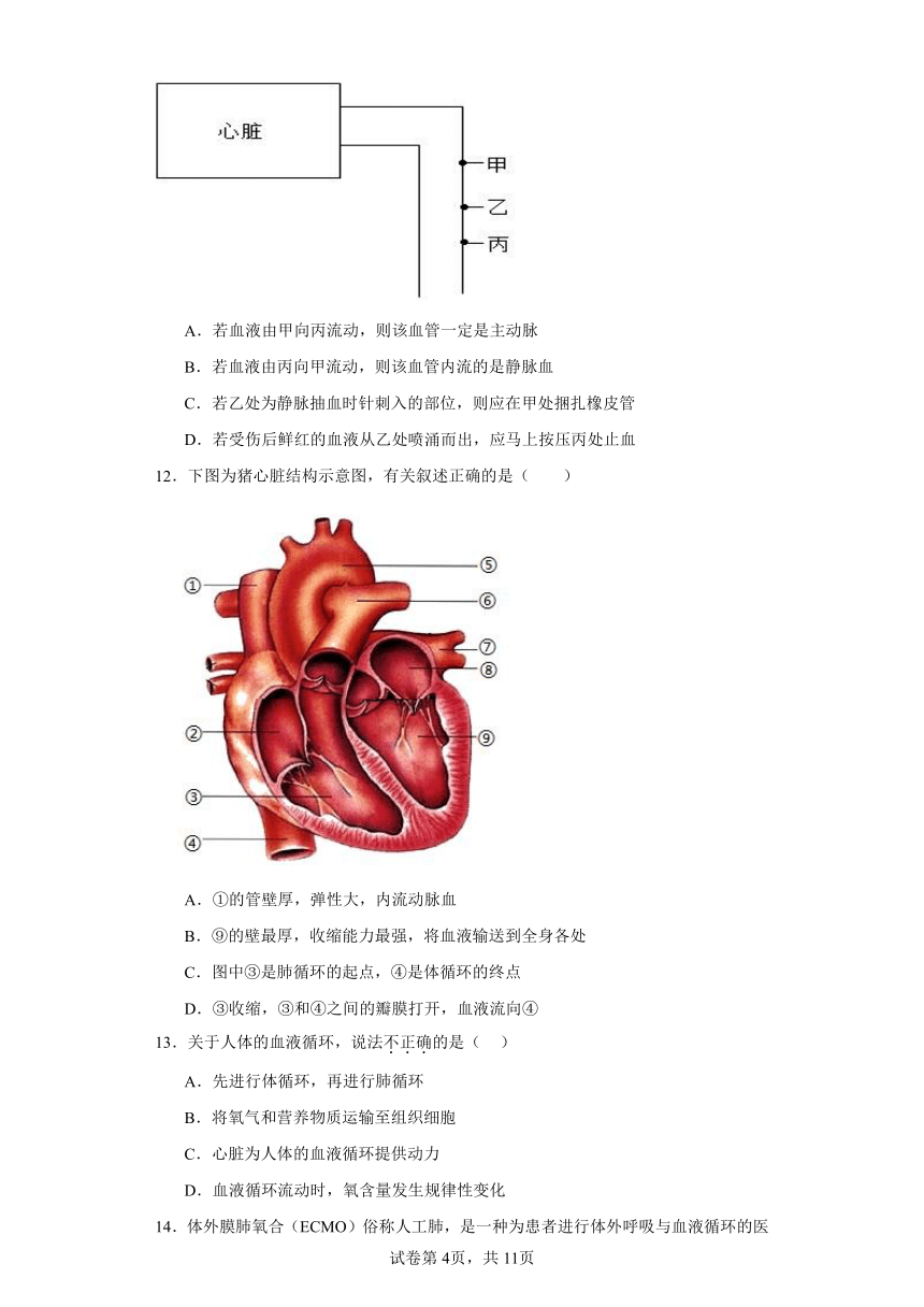 第四单元第四章 人体内物质的运输 复习题（含解析）人教版生物七年级下册