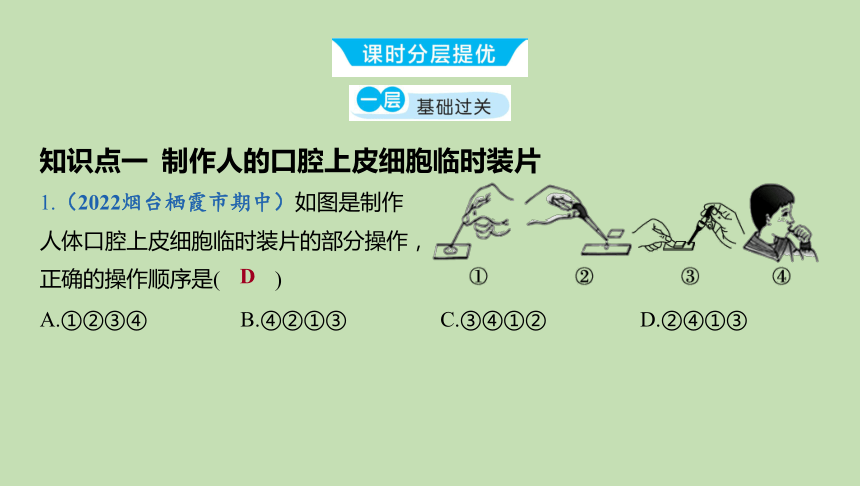 2.1.3 观察动物细胞课件（共21张PPT）2023-2024学年六年级生物鲁教版（五四学制）