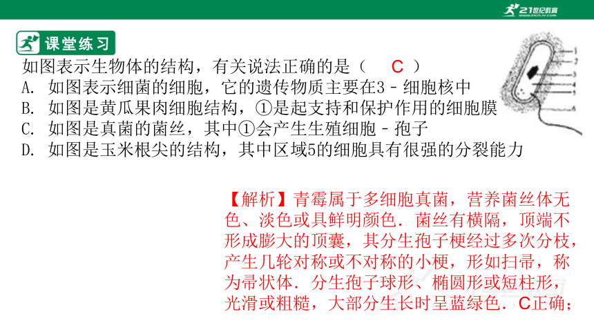 5.14.3 神奇的微生物-2023-2024学年八年级生物上册同步课件（苏教版）(共40张PPT)