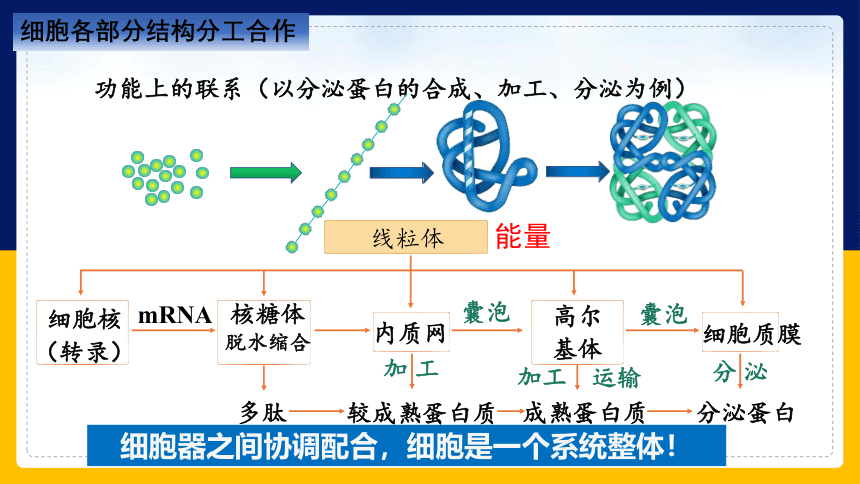 2.2.4细胞的结构和生命活动——细胞各部分结构分工合作 (共40张PPT)苏教版2019必修1