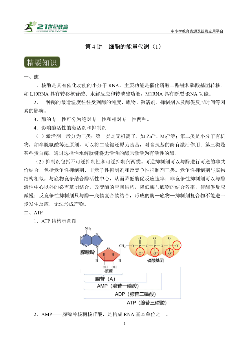 【备考2024】高中生物一轮复习学案 第4讲 细胞的能量代谢（1）——酶与ATP（含解析）