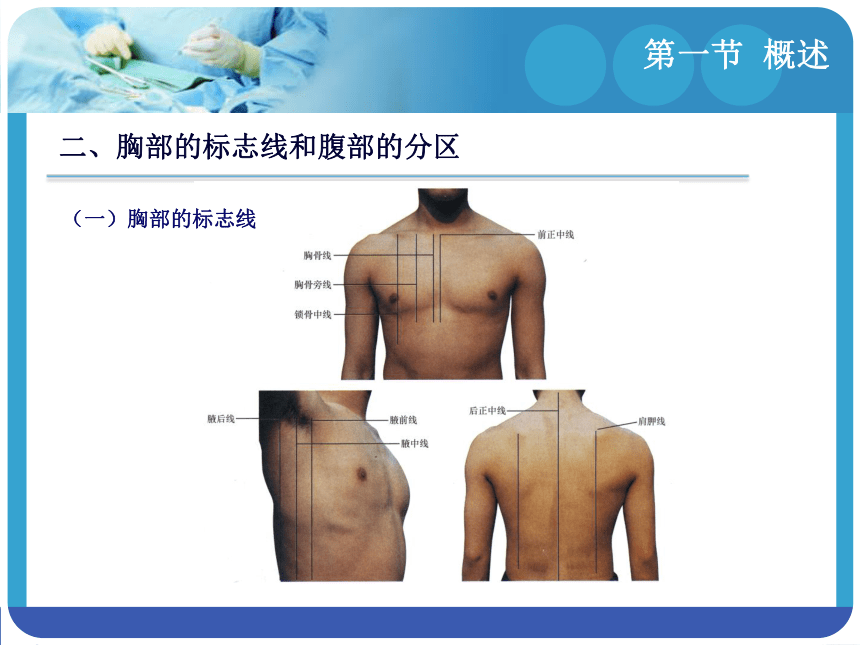 第三章  消化系统 课件(共59张PPT)-《解剖学基础》同步教学（江苏大学出版社）