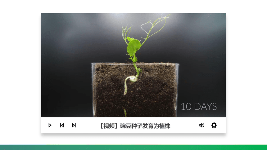 【核心素养目标】3.2.2《植株的生长》课件(共29张PPT)+视频素材