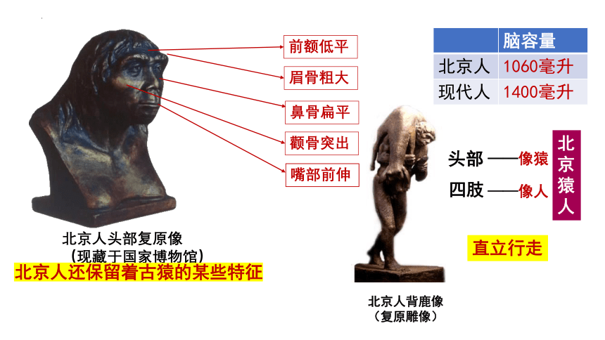 第1课 中国境内早期人类的代表——北京人  课件（20张PPT）