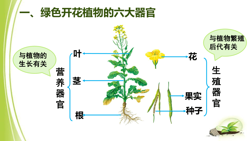 2.2.3 植物体的结构层次 课件(共27张PPT）2023-2024学年人教版生物七年级上册