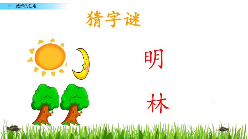 11 蟋蟀的住宅  课件(共19张PPT)