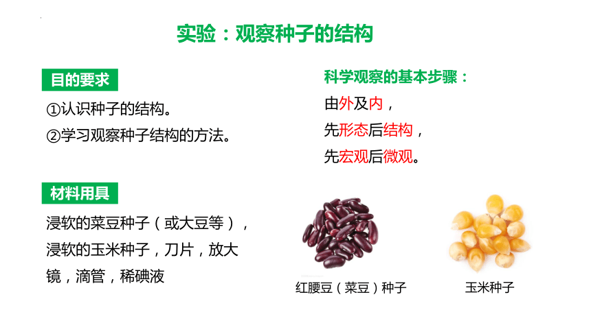 3.1.2 种子植物(第一课时)（教学课件）-七年级生物上册同步备课系列（人教版）