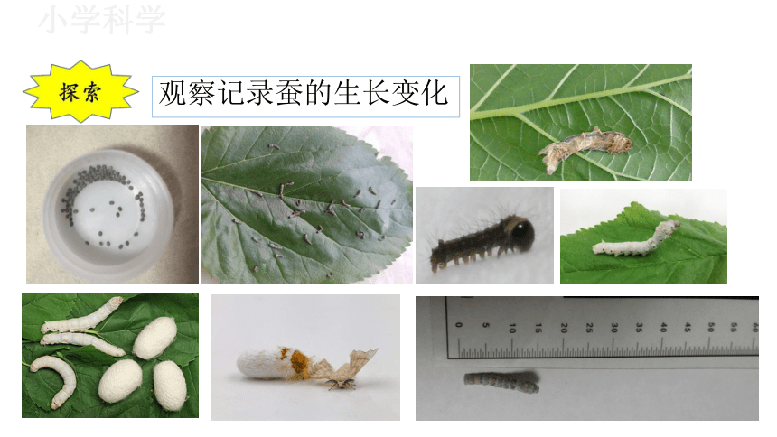 教科版（2017秋）三年级下册2.6蚕的一生课件（17张PPT)