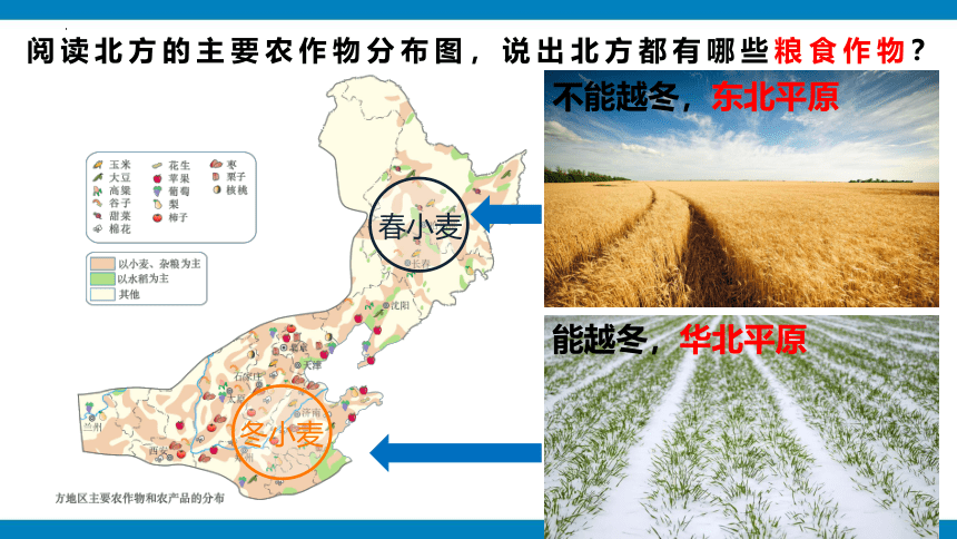 6.1北方地区的自然特征与农业（课时2）课件(共25张PPT)