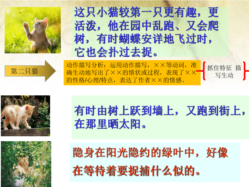 统编版初中语文七年级上册第16课《猫》课件(共19张PPT)