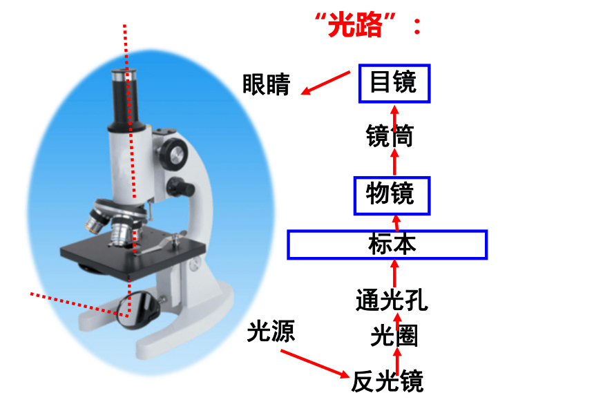 1.2细胞的多样性和统一性(课件共40张PPT)