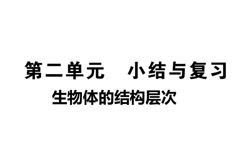 第二单元生物体的结构层次 小结与复习习题课件(共32张PPT)