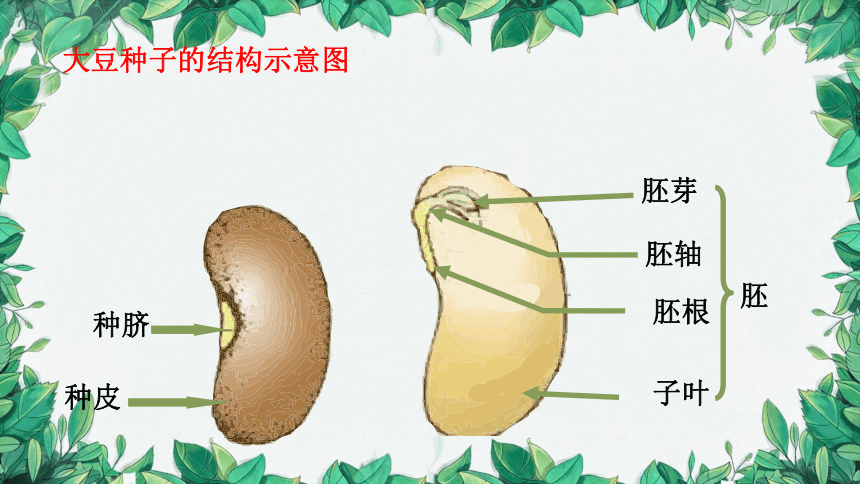 3.6.1 种子萌发形成幼苗课件(共18张PPT)北师大版生物七年级上册