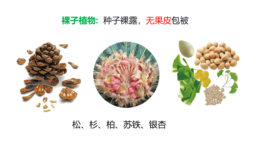 3.1.2 种子植物(第二课时)（教学课件）-七年级生物上册同步备课系列（人教版）