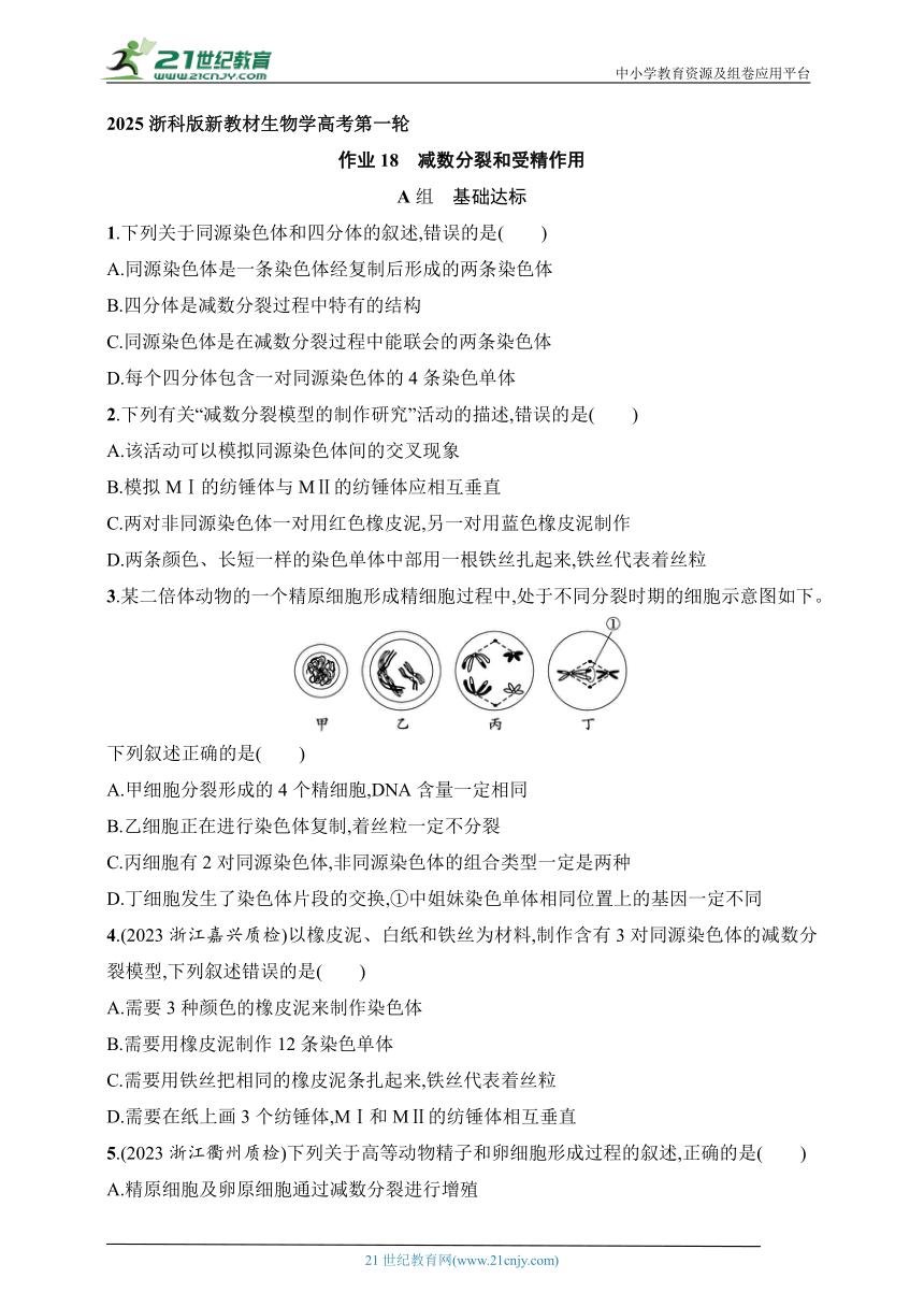 2025浙科版新教材生物学高考第一轮基础练--作业18　减数分裂和受精作用（含解析）