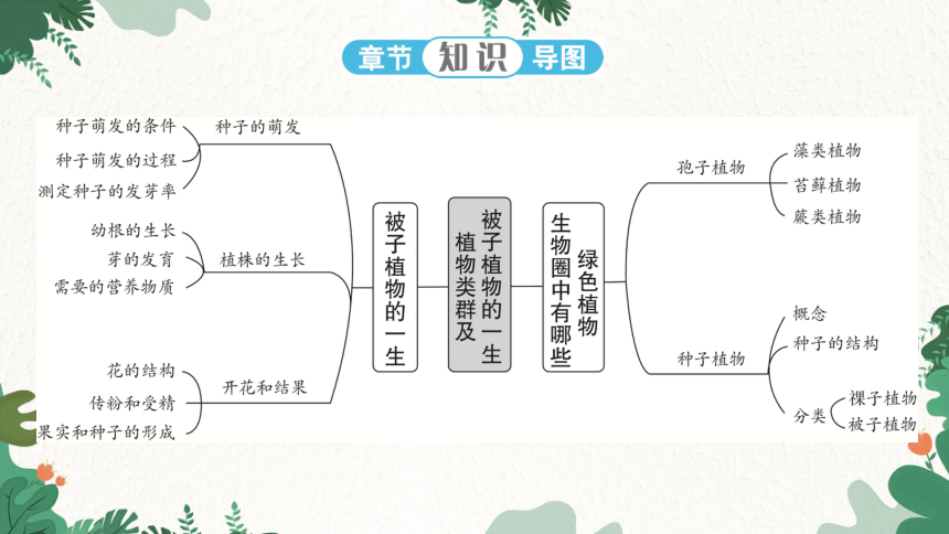 人教版生物七年级上册 第3单元 第1、2章 强化提升课件(共22张PPT)