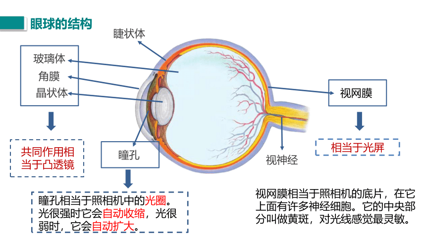 第六章 常见的光学仪器 四、眼睛和眼镜  课件(共23张PPT)