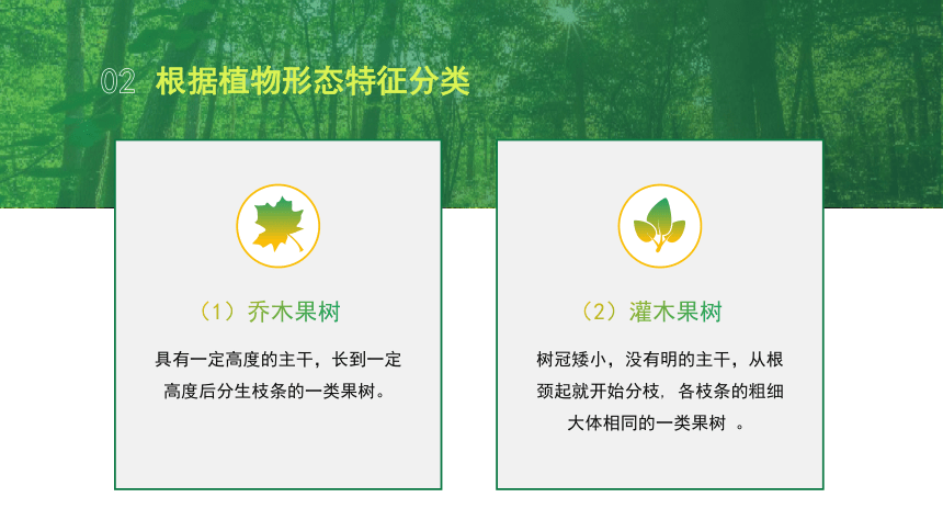 1.1.2果树的栽培学分类 课件(共17张PPT)-《果树生产技术》同步教学（中国农业出版社）
