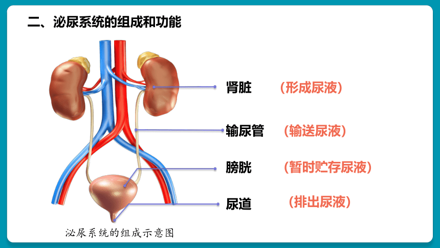 第5~7章 人体内废物的排出&生命活动调节&人类活动对生物圈的影响（复习课件）-七年级生物下册同步备课系列（人教版）