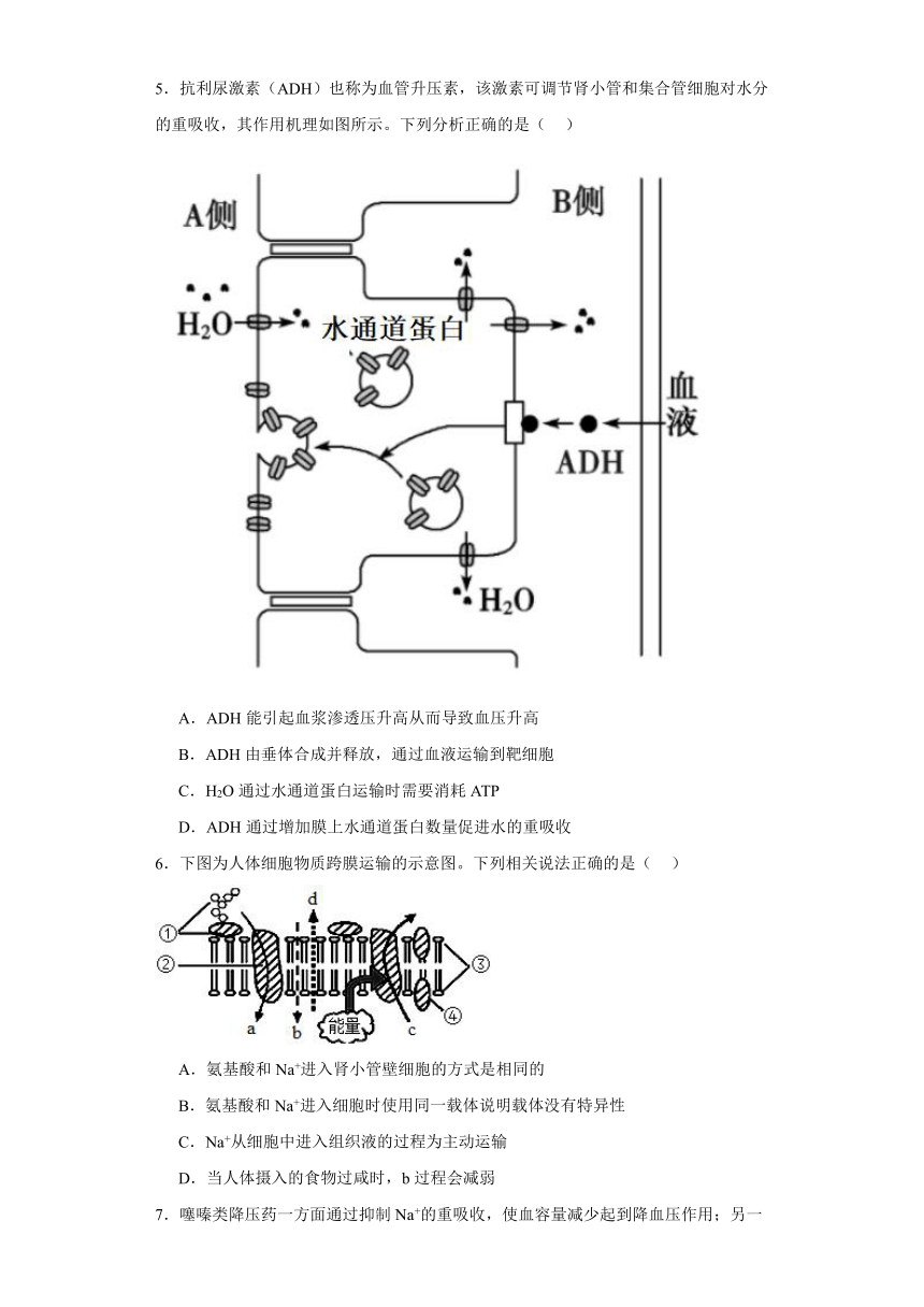 2.3水盐平衡的调节 练习（解析版）