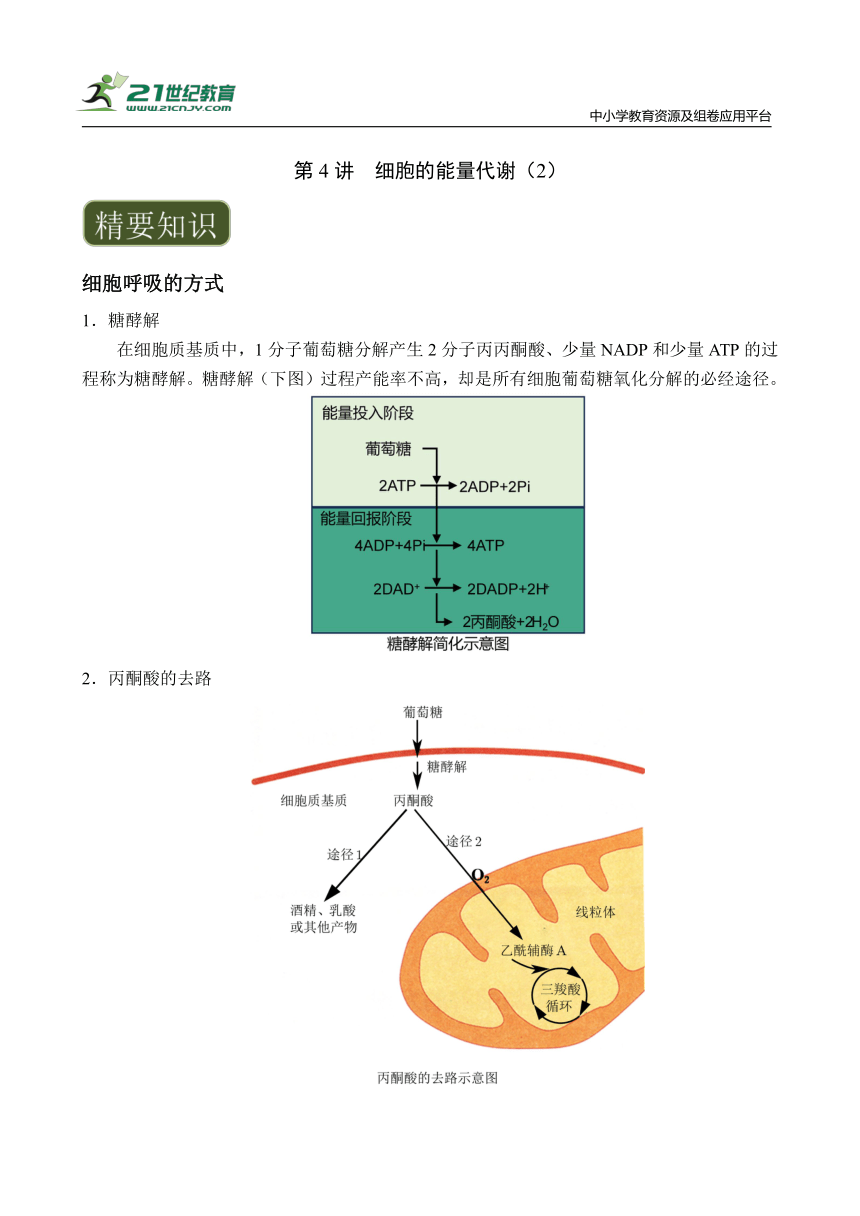 【备考2024】高中生物一轮复习学案 第4讲 细胞的能量代谢（2）——呼吸作用（含解析）