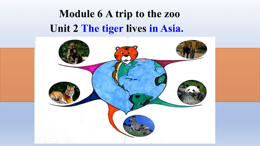 外研版七年级上册 Module 6 Unit 2 The tiger lives in Asia. 课件(共20张PPT)