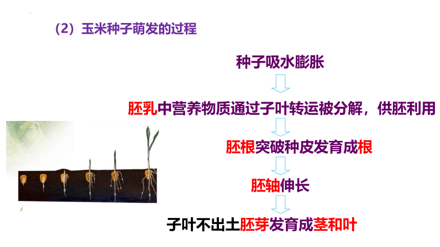 第三单元第一、二章章末复习-八年级生物上册同步精品课堂(冀少版)(共38张PPT)