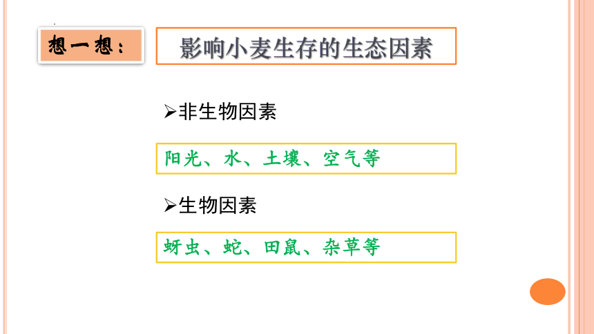 1.2.1生物与环境的关系课件（共32张PPT） 人教版生物七年级上册