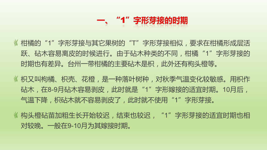 2.4.1柑橘“1”字形芽接 课件(共13张PPT)-《果树生产技术》同步教学（中国农业出版社）