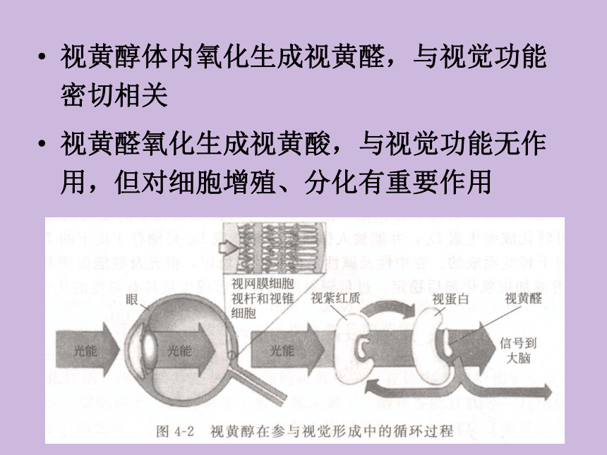 2.6 维生素 课件(共56张PPT)- 《食品营养与卫生学》同步教学（轻工业版）