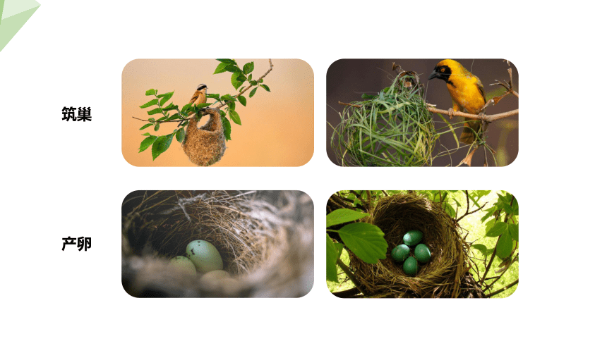 8.21.5 鸟类的生殖与发育 课件(共19张PPT) 2023-2024学年初中生物苏教版八年级下册