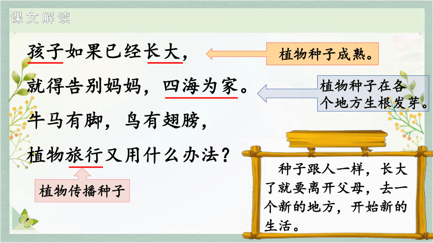 3 植物妈妈有办法 课件(共20张PPT)