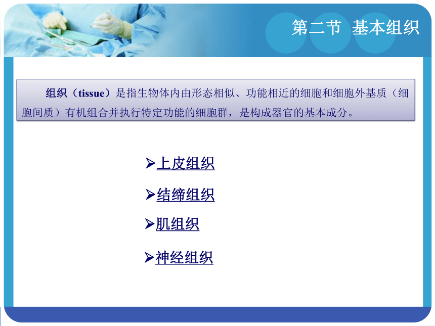 1.2基本组织 课件(共65张PPT)-《解剖学基础》同步教学（江苏大学出版社）