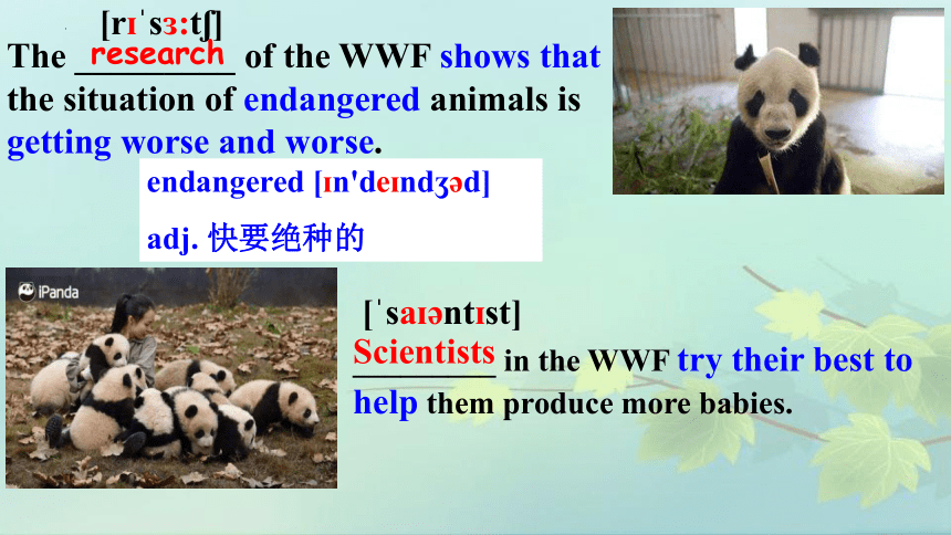 Module6 Unit 2 The WWF is working hard to save them all. 课件(共42张PPT)