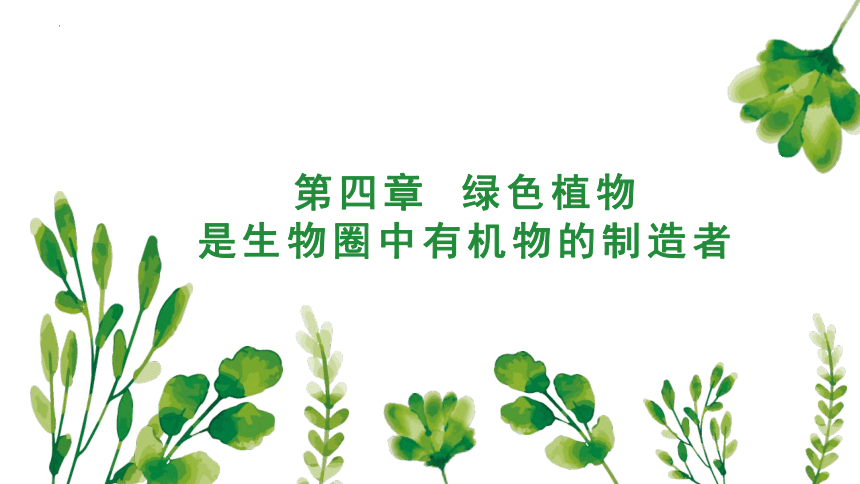 3.4绿色植物是生物圈中有机物的制造者课件(共20张PPT)2023年秋人教版生物七年级上册