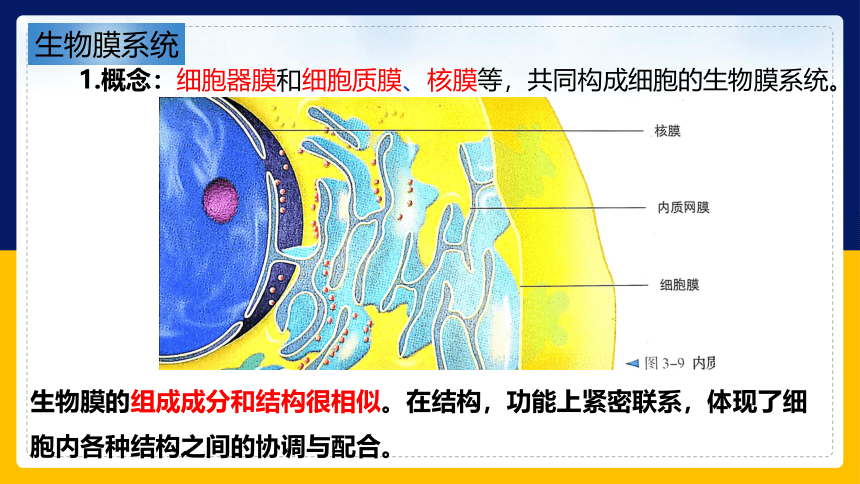 2.2.4细胞的结构和生命活动——细胞各部分结构分工合作 (共40张PPT)苏教版2019必修1