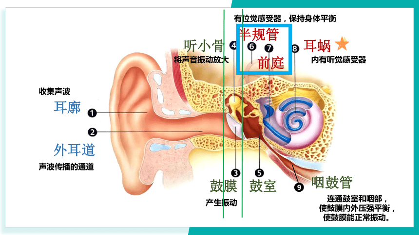2.3 耳和听觉 第1课时（课件 11张ppt）
