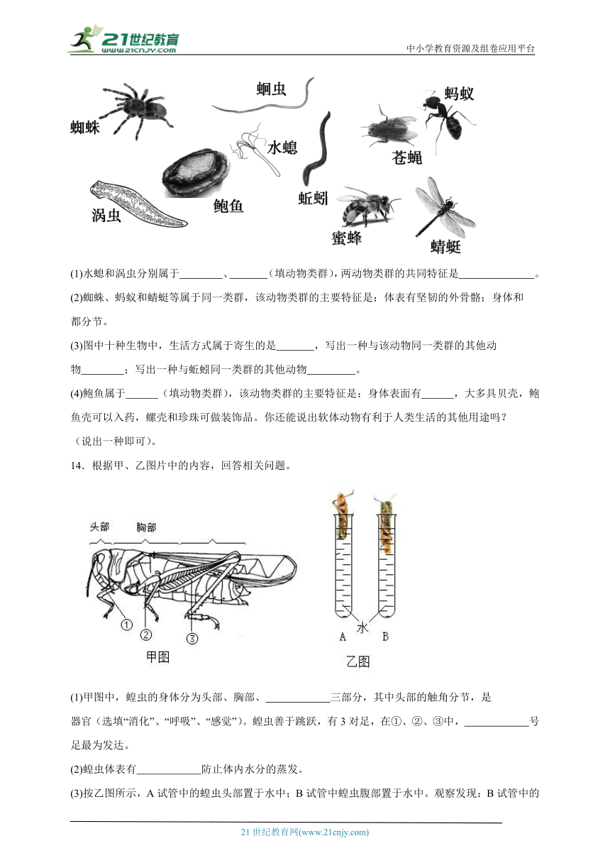 2023-2024学年初中生物济南版七年级上册期末复习专题14——无脊椎动物（含解析）