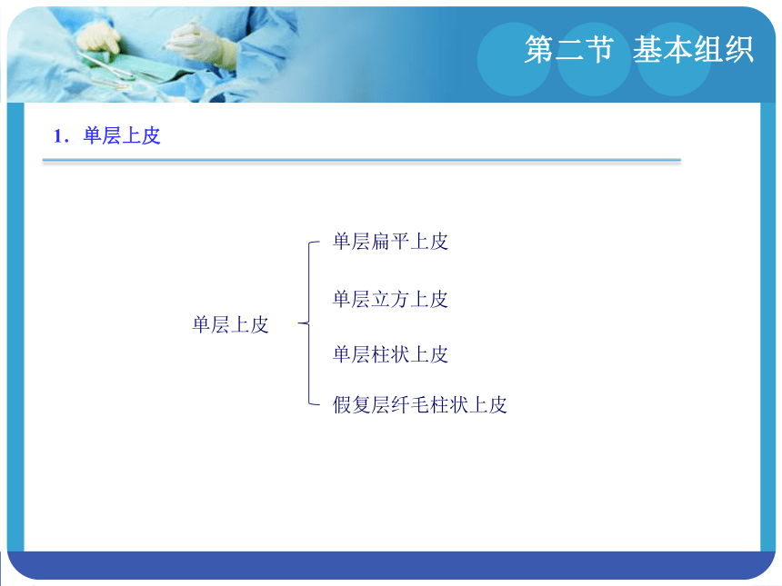 1.2基本组织 课件(共65张PPT)-《解剖学基础》同步教学（江苏大学出版社）