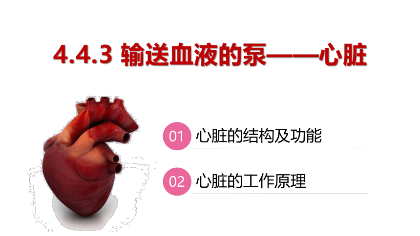 4.4.3  输送血液的泵——心脏（第1课时）课件-2023-2024学年人教版生物七年级下册(共18张PPT)