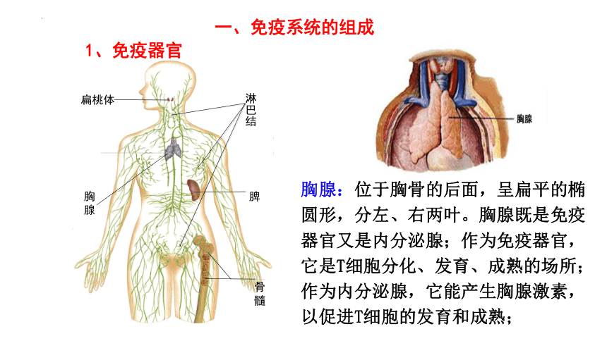 生物人教版（2019）选择性必修1 4.1免疫系统的组成和功能（共35张ppt）