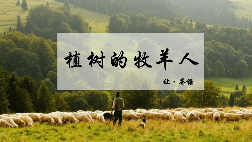 第13课《植树的牧羊人》课件(共16张PPT) 统编版语文七年级上册