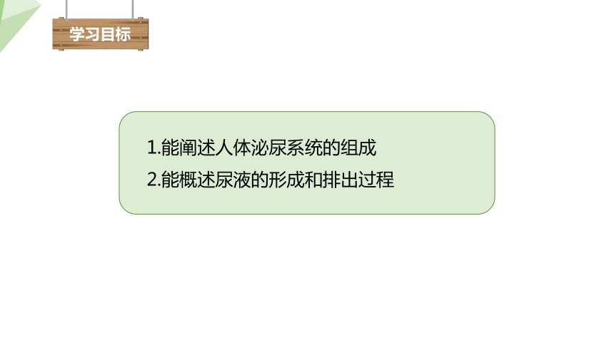 4.11.2 尿的形成与排出 课件（共24张PPT） 2023-2024学年初中生物北师版七年级下册