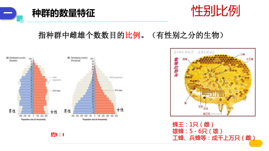 1.1 种群的数量特征（共31张PPT）-高二生物课件（人教版2019选择性必修2）