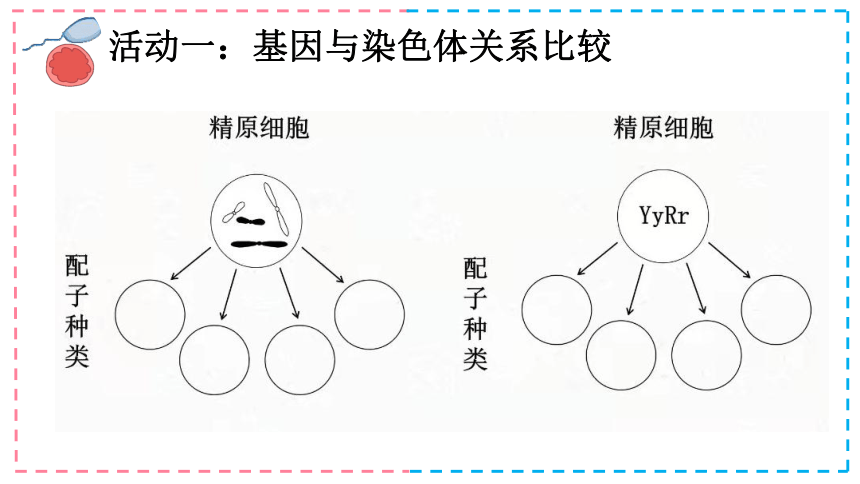 2.2-基因伴随染色体传递(共20张PPT)